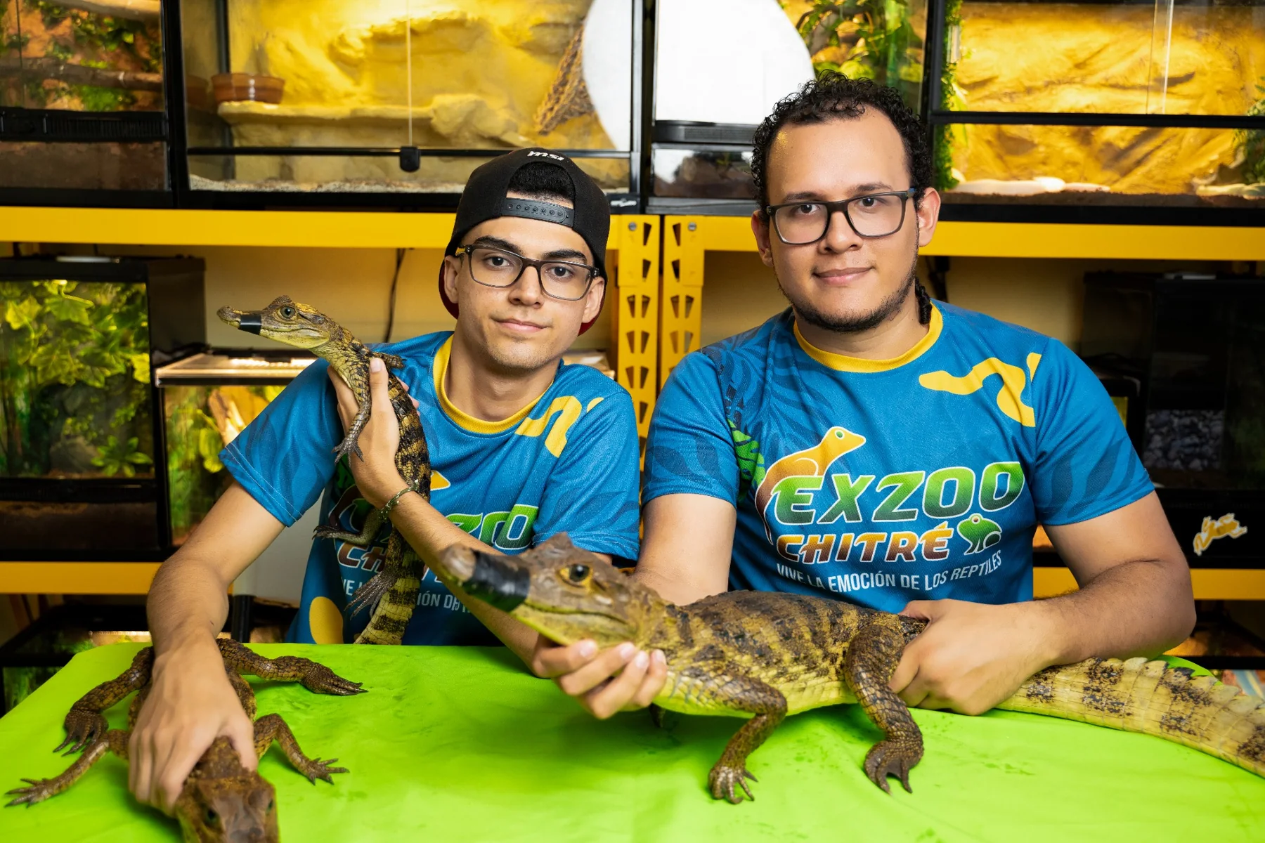 Brian Canto y Christopher Gutiérrez durante la revisión de tres caimanes antes de su reubicación