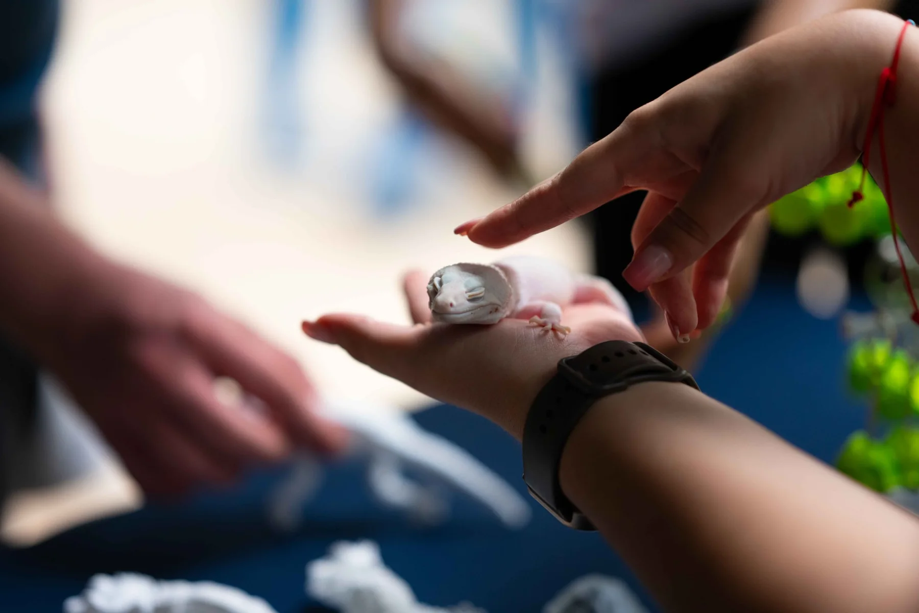Primer plano de una persona tocando suavemente un gecko durante una actividad educativa